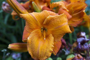 bir çiçeğin makro resmi 