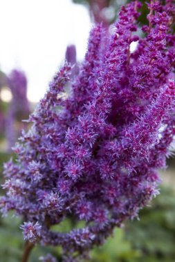 bir çiçeğin makro resmi 