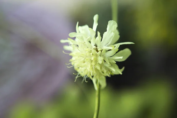 Bir Çiçeğin Makro Resmi — Stok fotoğraf