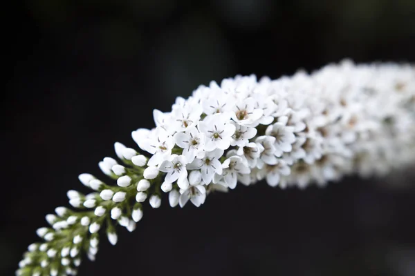 Bir Çiçeğin Makro Resmi — Stok fotoğraf
