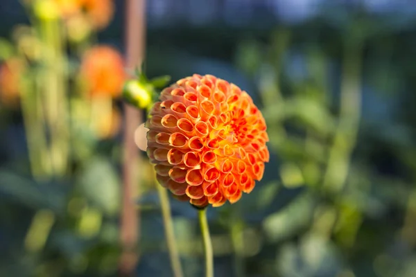 Macro Imagen Una Flor — Foto de Stock