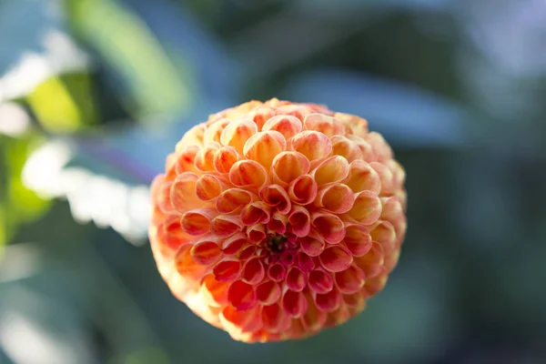 Macro Imagen Una Flor — Foto de Stock