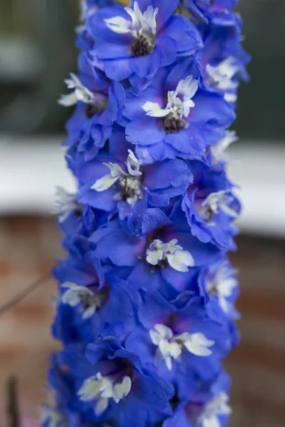 Bir Çiçeğin Makro Resmi — Stok fotoğraf