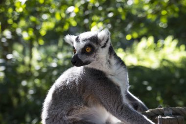 maymun bir hayvanat bahçesi 