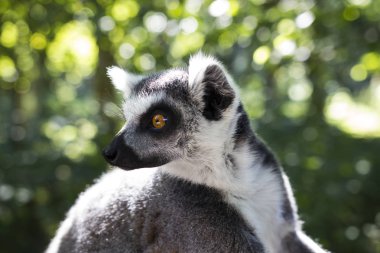 maymun bir hayvanat bahçesi 