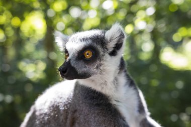 maymun bir hayvanat bahçesi 