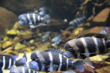 Büyük mavi denizde balık 