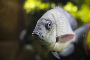 Büyük mavi denizde balık 