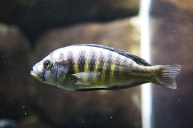 Büyük mavi denizde balık 