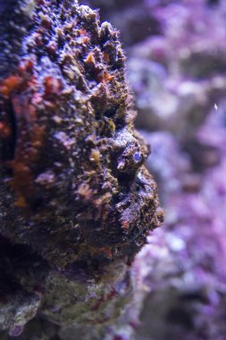 Büyük mavi denizde balık 