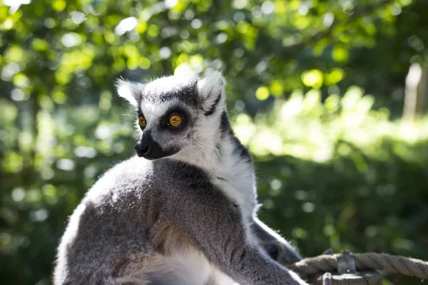 maymun bir hayvanat bahçesi 