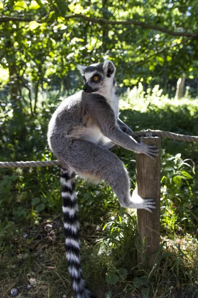 Monkey Zoo — Stock Photo, Image