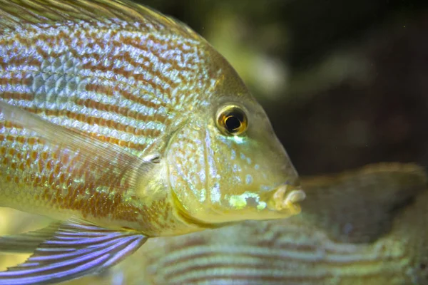 Fish in the big blue sea