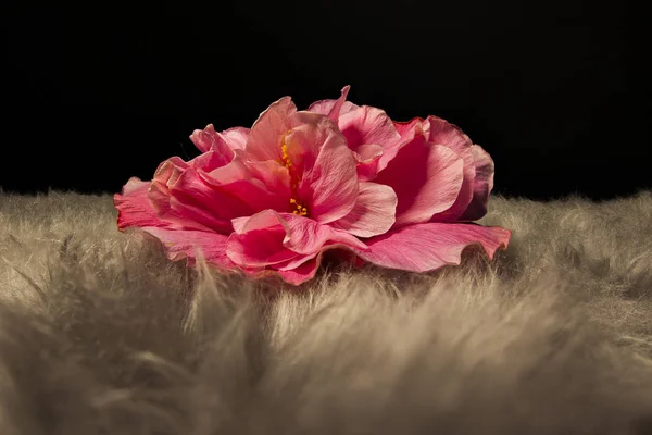 Różowy Kwiat Makro Obraz — Zdjęcie stockowe