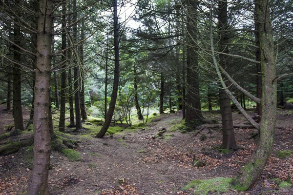 Ein Spaziergang Park — Stockfoto