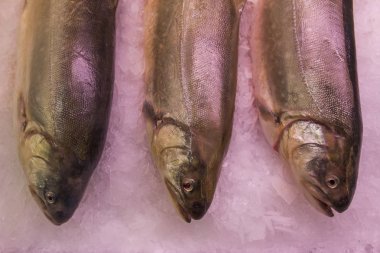 Balıkçılık endüstrisi için deniz ürünleri ve endüstriyel ekipmanlar 