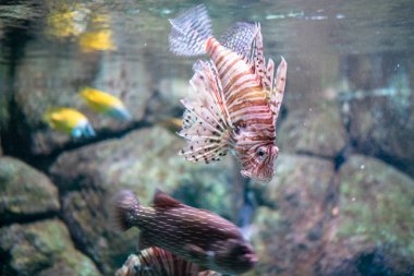 Kırmızı lionfish Pterois volitans su egzotik akvaryum balık makro görünümü natürmort sahne.