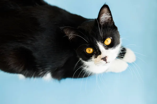 Blauer Hintergrund mit schwarz-weißer Katze, die nach oben schaut. Ansicht von oben. — Stockfoto