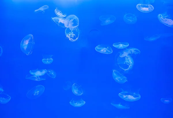 Medusas de luna Aurelia aurita sobre fondo azul bajo el agua . —  Fotos de Stock