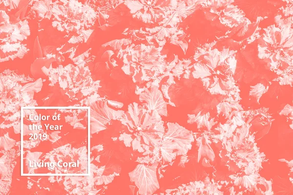 Color of the year 2019 Living Coral. Floral natural pattern of flowers, branches. Popular trend palette for design illustrations, fabrics, fashion, images. Tinted background. — Stock Photo, Image