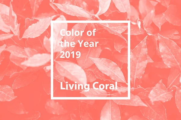 Χρώμα του το έτος 2019 ζουν κοραλλιών. Φυσικό φλοράλ του φυλλώματος. Δημοφιλής τάση παλέτα για σχεδιασμό εικονογράφηση, μόδα, υφάσματα, εικόνες. Φιμέ φόντο. — Φωτογραφία Αρχείου