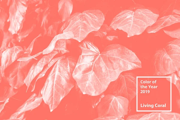 Color of the year 2019 Living Coral. Floral natural pattern of foliage. Popular trend palette for design illustrations, fabrics, fashion, images. Tinted background.