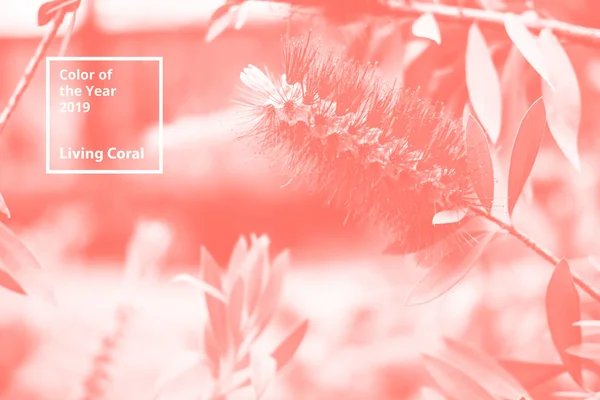 Color del año 2019 Living Coral. Patrón natural floral de flores, ramas. Paleta de tendencia popular para ilustraciones de diseño, telas, moda, imágenes. Fondo teñido . —  Fotos de Stock