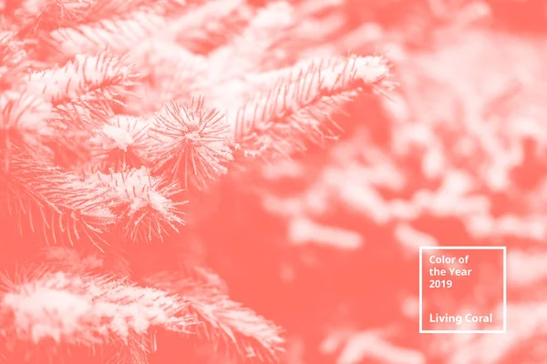 Color of the year 2019 Living Coral. Floral natural pattern of Christmas tree branches. Popular trend palette for design illustrations, fabrics, fashion, images. Tinted background. — Stock Photo, Image