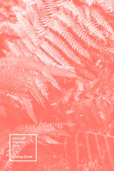 Couleur de l'année 2019 Living Coral. Floral motif naturel de fougère. Palette de tendance populaire pour les illustrations de design, tissus, mode, images. Fond teinté . — Photo