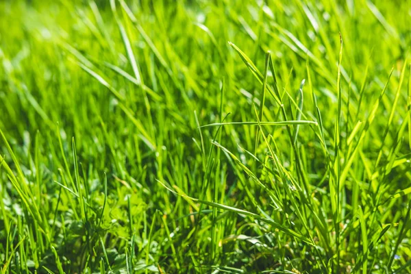 Spring or summer background with bright green grass. — Stock Photo, Image
