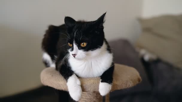 Schwarz-weißer Smoking Lustige Katze mit leuchtend orangefarbenen Augen sitzt auf einem Krallenschwanz und schaut in die Kamera. Zeitlupe. — Stockvideo
