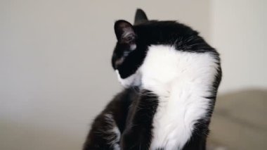 Siyah ve beyaz smokin komik kedi parlak turuncu gözlü bir clawtail üzerinde oturan ve kameraya bakıyor. Ağır çekim.