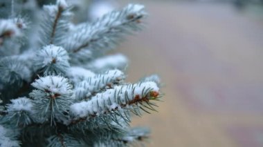 Yeşil dallar, Ladin, köknar kar altında. Yaprak dökmeyen ağaç. İlk kar, sonbahar, İlkbahar, erken kış. Ağır çekim.