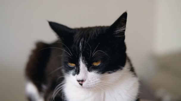 Tuxedo noir et blanc chat drôle avec des yeux orange vif est assis sur une queue de griffe et en regardant la caméra. Mouvement lent .