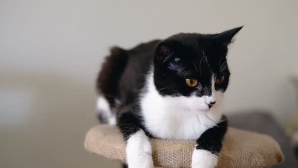 In bianco e nero smoking divertente gatto con gli occhi arancioni luminosi è seduto su una coda di artiglio e guardando la fotocamera. Rallentatore . — Video Stock