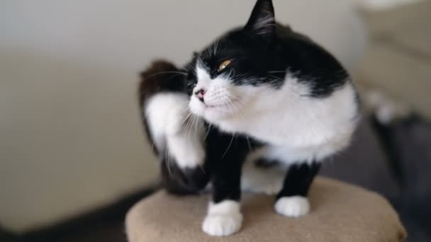 In bianco e nero smoking divertente gatto con gli occhi arancioni luminosi è seduto su una coda di artiglio e guardando la fotocamera. Rallentatore . — Video Stock