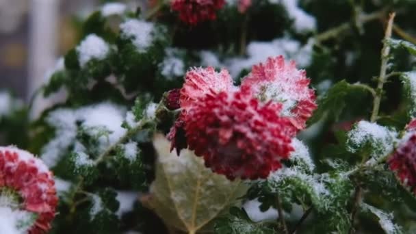 Червоні квіти хризантеми з зеленим листям під снігом. Перший сніг, осінь, весна, рання зима. Повільний рух . — стокове відео