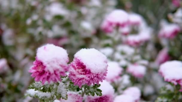 Flores de crisântemo rosa com folhas verdes sob a neve. A primeira neve, outono, primavera, início do inverno. Movimento lento . — Vídeo de Stock