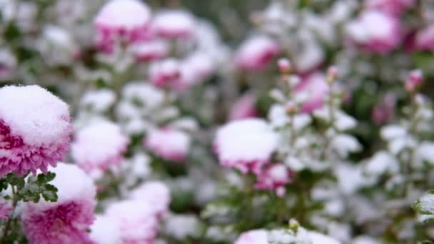 Flores de crisântemo rosa com folhas verdes sob a neve. A primeira neve, outono, primavera, início do inverno. Movimento lento . — Vídeo de Stock