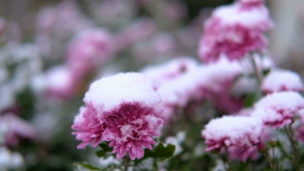 Рожеві квіти хризантем з зеленим листям під снігом. Перший сніг, осінь, весна, рання зима. Повільний рух . — стокове відео