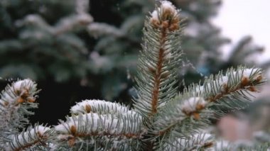 Yeşil dallar, Ladin, köknar kar altında. Yaprak dökmeyen ağaç. İlk kar, sonbahar, İlkbahar, erken kış. Ağır çekim.