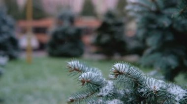 Yeşil dallar, Ladin, köknar kar altında. Yaprak dökmeyen ağaç. İlk kar, sonbahar, İlkbahar, erken kış. Ağır çekim.