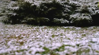 Yeşil dallar, Ladin, köknar kar altında. Yaprak dökmeyen ağaç. İlk kar, sonbahar, İlkbahar, erken kış. Ağır çekim.
