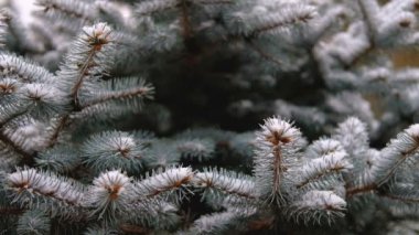 Yeşil dallar, Ladin, köknar kar altında. Yaprak dökmeyen ağaç. İlk kar, sonbahar, İlkbahar, erken kış. Ağır çekim.