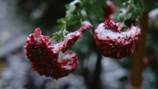 Flores de crisantemo rojo con hojas verdes bajo la nieve. La primera nieve, otoño, primavera, principios de invierno. Moción lenta . — Vídeos de Stock