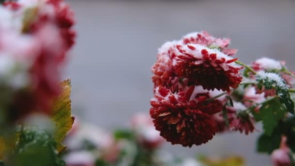 Red chrysanthemum flowers with green leaves under the snow. The first snow, autumn, spring, early winter. Slow Motion. — Stock Video