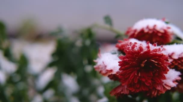 Flores de crisantemo rojo con hojas verdes bajo la nieve. La primera nieve, otoño, primavera, principios de invierno. Moción lenta . — Vídeo de stock