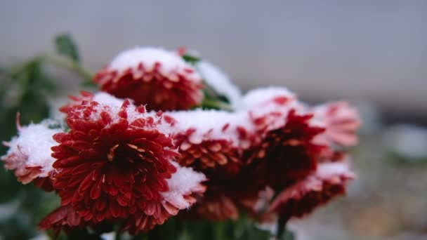 Flores Crisantemo Rojo Con Hojas Verdes Bajo Nieve Primera Nieve — Vídeo de stock