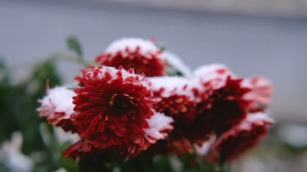 Rote Chrysanthemenblüten mit grünen Blättern unter dem Schnee. Der erste Schnee, Herbst, Frühling, früher Winter. Zeitlupe. — Stockvideo