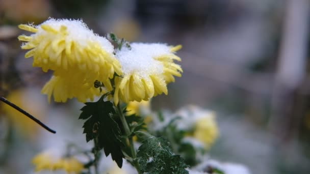 Flores de crisantemo amarillo con hojas verdes bajo la nieve. La primera nieve, otoño, primavera, principios de invierno. Moción lenta . — Vídeos de Stock